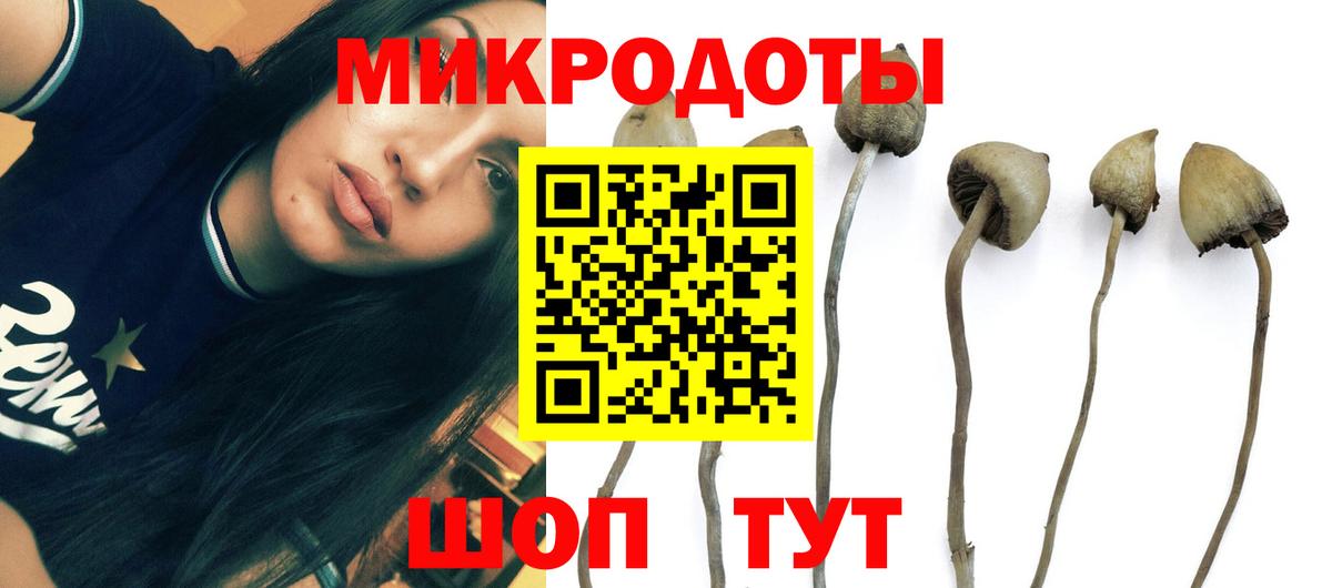 Галлюциногенные грибы Psilocybine cubensis  Псилоцибиновые грибы мицелий  Долгопрудный 